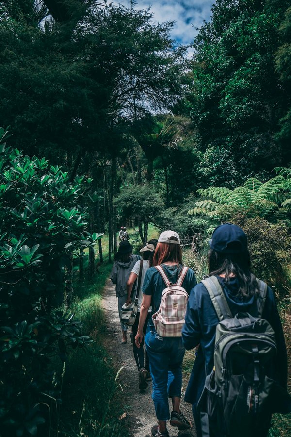 Quels sont les meilleurs circuits pour une randonnée en forêt tropicale au Brésil ?