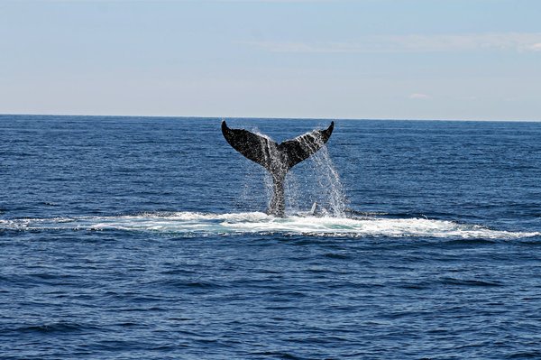Quels sont les meilleurs endroits pour observer les baleines en Afrique du Sud sans tour organisé ?