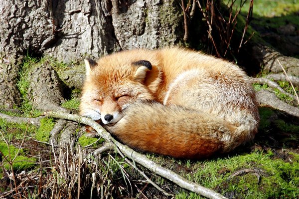 Comment organiser une randonnée pour observer les renards arctiques en Islande?