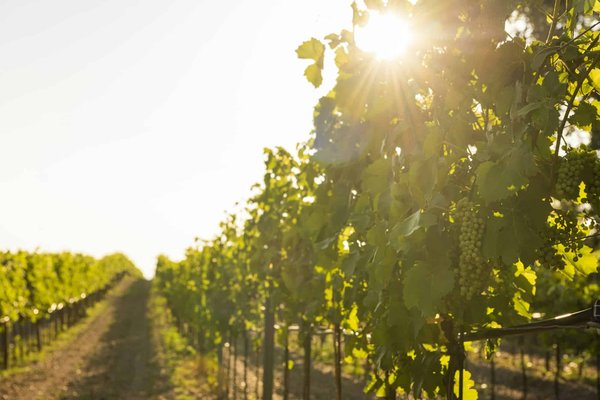 Comment découvrir les traditions viticoles en Hongrie : routes des vins et dégustations recommandées ?